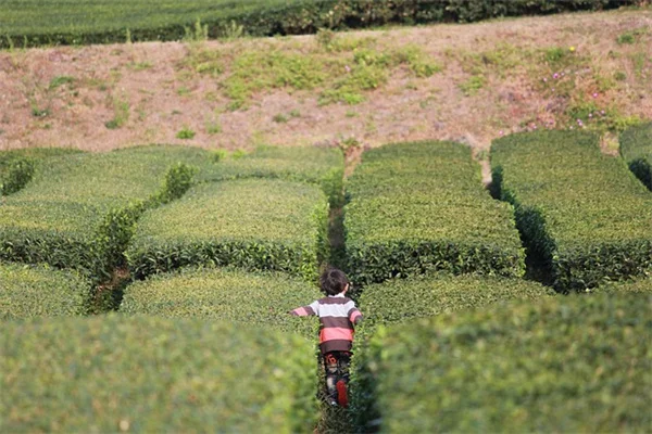 Stop Spraying and Start Thriving: The Truth About a Kinder, Gentler Garden