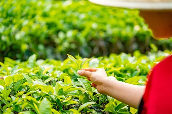 How I Broke 5 Common Gardening Myths (And the Facts That Actually Work)