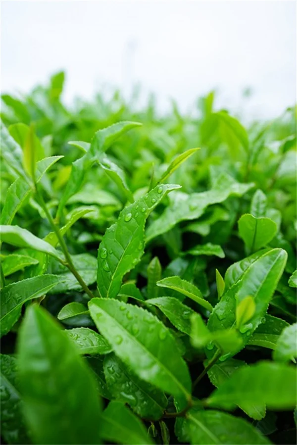 7 Tips to Identify Seedlings and Avoid Pulling Weeds