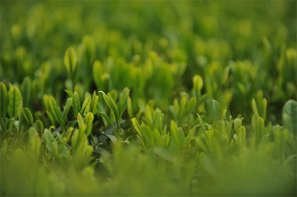 Improve Houseplant Health: 7 Simple Care Tips